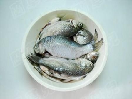  优质的鲫鱼|这种鱼5块钱一斤却没人要，其实营养非常丰富，炖一炖香极了