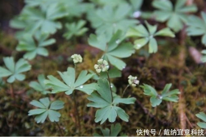  发现|活了6700万年的独叶草，民间传言其为“神药”，如今已成濒危植物