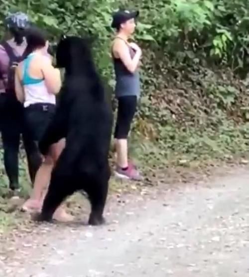  悄悄|心真大！黑熊悄悄靠近女游客闻头发！女子淡定来了张自拍！