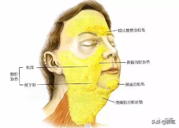  产后|高圆圆复出有点坎坷，产后1年首次亮相网友们为这生图吵翻天