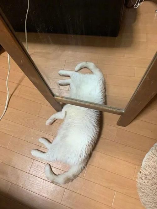 告诉|魔镜魔镜告诉我，我家猫为什么长5条腿？