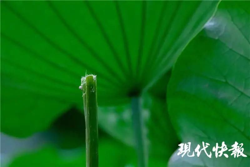 转眼|刚上热搜的并蒂莲蓬，转眼被摘了