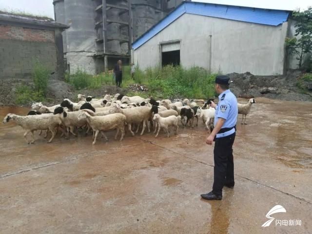  民警|“我家42只羊丢了”民警和农户冒雨找了5个小时