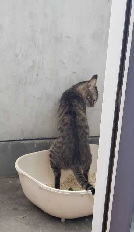  姿势|猫咪拉粑粑的奇葩姿势，忍住不要笑，铲屎的要面子的啊