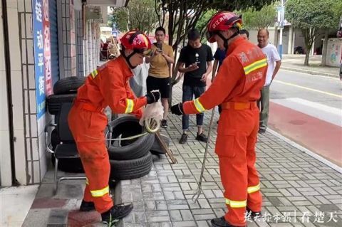 消防员|夏季蛇出没！被咬后如何自救请收好