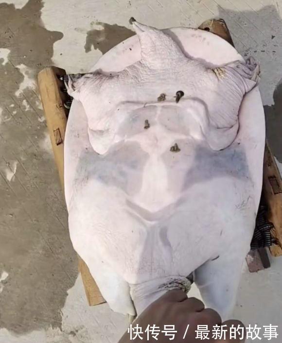  捕获|千岛湖“二十斤大鳖”爬上岸，被岸边钓鱼人捕获，是保护动物？