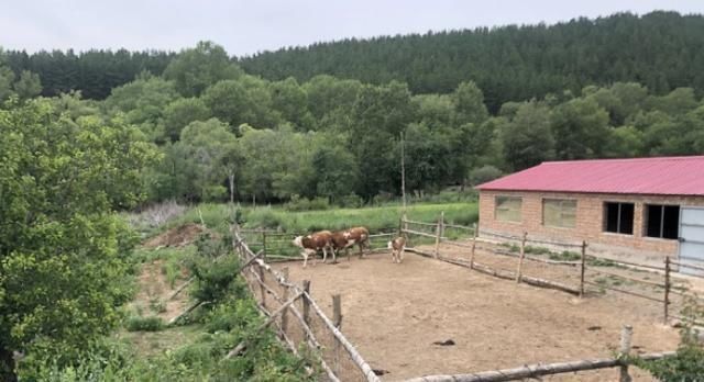 报过|赤峰81岁老人致3死4伤，家属：他主动住老年公寓，曾因护工报过警
