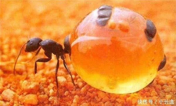 蚂蚁|这种蚂蚁很贪吃,自己喝蜜水把肚子吃成球,被当地人当零食生吃
