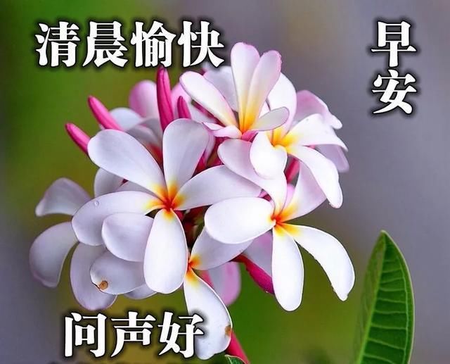 闭上双眼，深深呼吸，吸进今晨的花香，装点今天的心情！|早安| 早安