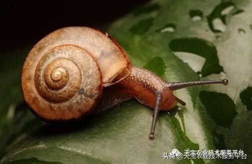 虫害|火龙果常见虫害高清图谱