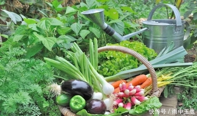  在家|在家种个菜都这么美，还要什么花园？