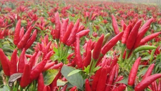  朝天椒|聪明人都爱吃此物，健脾消食，促进脂肪燃烧，不想肚子鼓鼓可试试