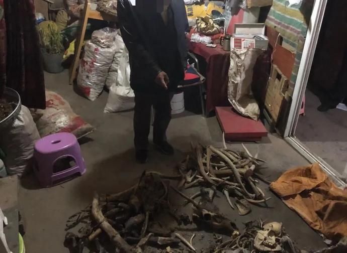 判刑|非法捕猎杀害国家一级保护动物林麝 出售麝香、鹿角等，涉案四人被判刑