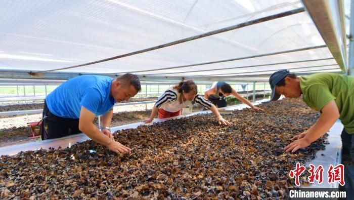  鄂伦春|鄂伦春深度贫困村：在自家村产业干活赚钱，很幸福