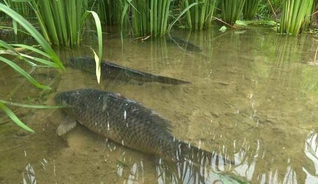 吃货|“藏”在稻田里的4种美味,不是只有稻花鱼,全吃过的,才算吃货