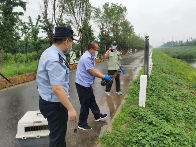  暴雨|受伤夜鹭遭遇暴雨无法飞行，多亏遇到了热心大兴居民