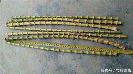 男子|男子把竹竿弹向熟睡女友,女子反应让人出乎意料