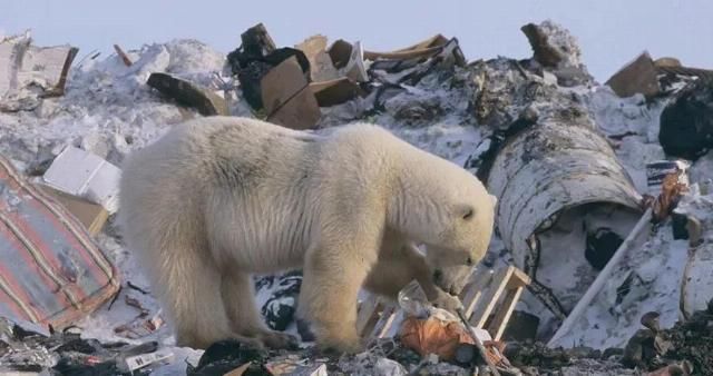  合法|有钱人花上33万，就可以在加拿大合法杀死一只北极熊