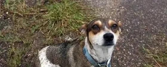  洪水|狗狗被主人拴在电线杆上＂等死＂，比飓风洪水更可怕的是人心！