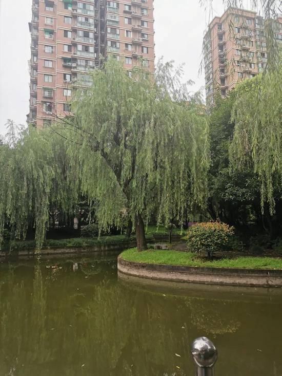  细思|细思极恐!杭州杀妻嫌犯事后买创可贴洗洁精,详情始末梳理