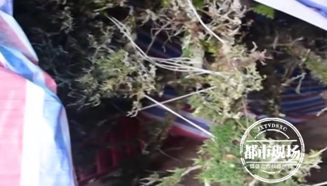 年后|看到邻居家植物长得好看，男子深夜盗挖种自家别墅，2年后落网