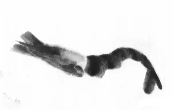  画法|怎么画鱼虾蟹蛙、写意《趣》画法