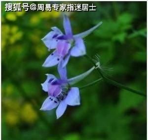  运气|1945年诞生的生肖属鸡人2022年运气算命查询：包含友情，事业，身段，恋爱运