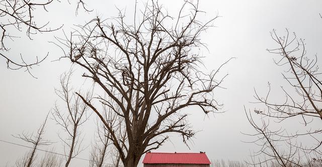 圣良庄|沂南故事(109)姚千斤姚八百斤兄弟