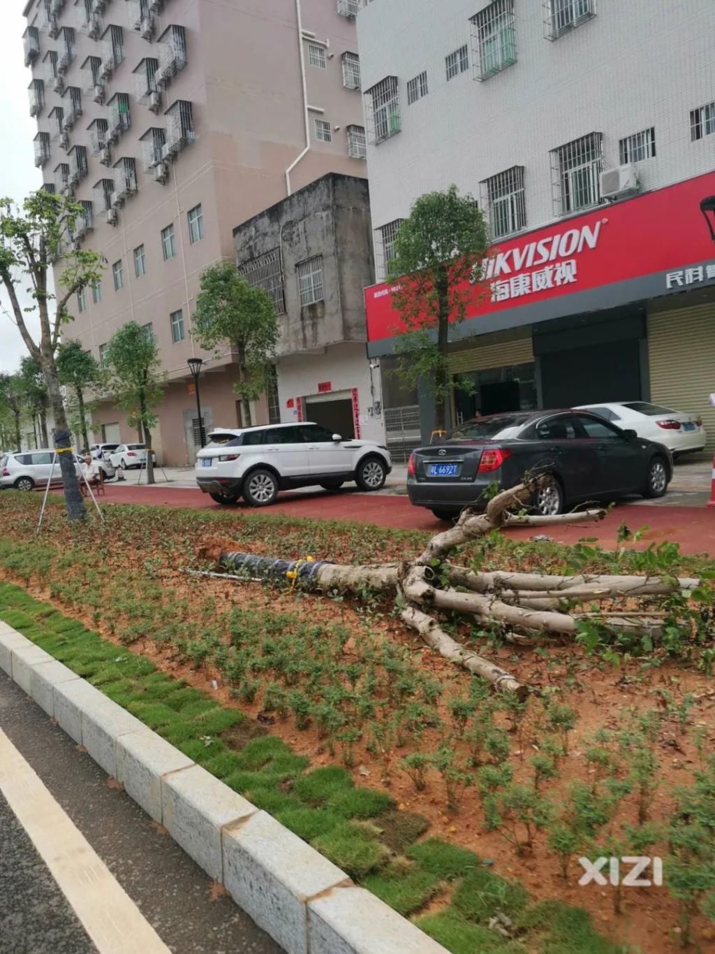  越野车|好紧要！淡水一棵大树凌晨被吹倒，这群开越野车的人去做了这件事....
