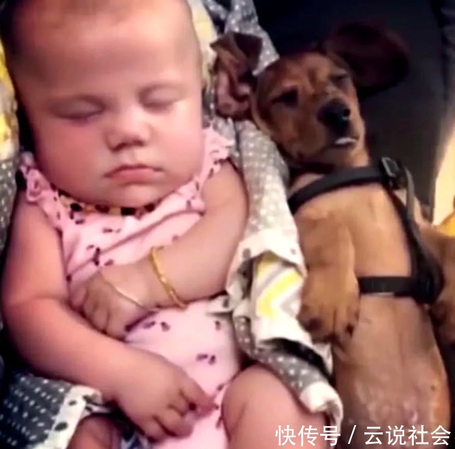 狗狗|狗狗和小宝宝一同睡觉，主人不放心去查看，瞬间被这睡姿笑翻