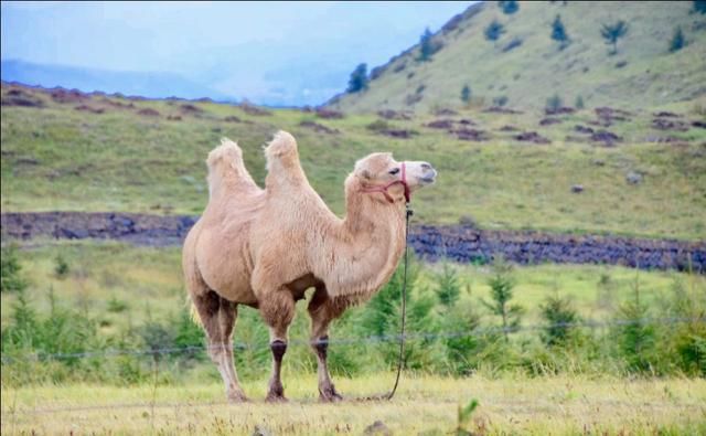 东线|草原天路（四）——东线