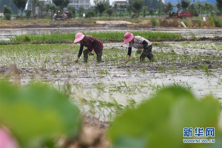 田间|新华网丨湖南：田间地头刮起“科研风”