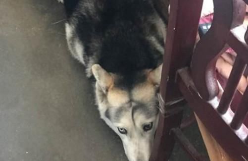  表情|狗子咬坏主人钱包，意识到自己错后，立马表现出一副求饶的表情