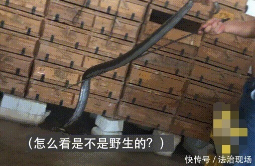 眼镜蛇|记者暗访多地发现仍有人偷卖野味：可预定竹鼠，眼镜蛇85元1斤！