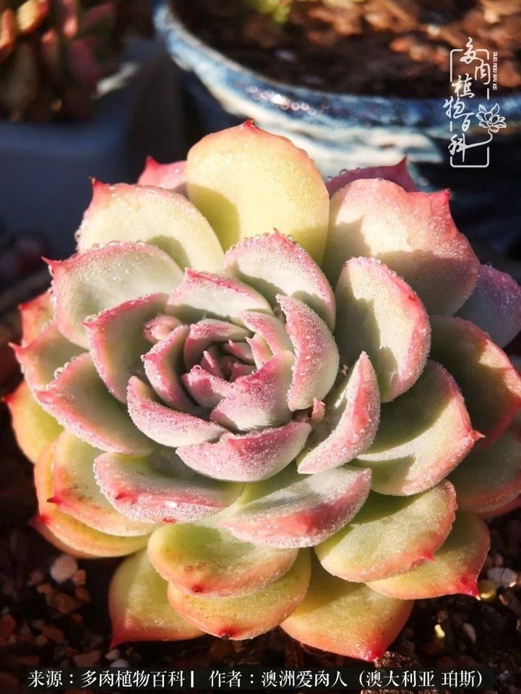 血放|多肉让你把血放，文玩掏空你家当，你要在哪个坑里乘风破浪？