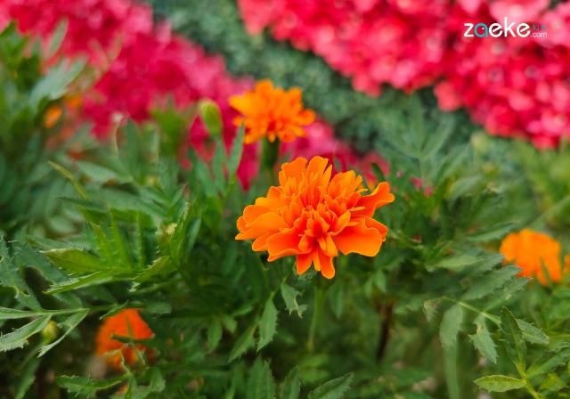  X50|vivo X50 Pro+ 拍照专项评测：强悍如此，堪称炫技