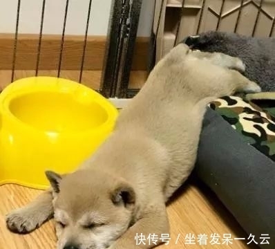 检查|狗狗1天不吃不喝只睡觉,送去医院,检查后主人笑死了!