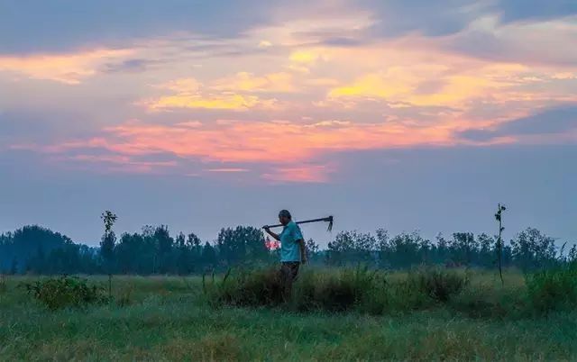 生姜|记忆中的崇明美味——地生姜