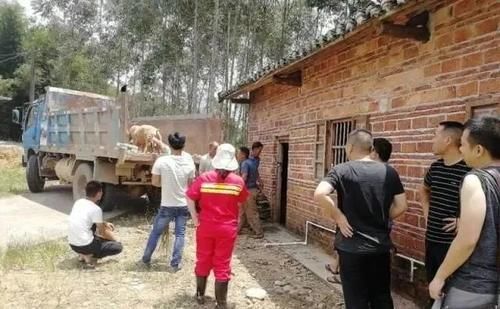  竟是|【平安＋满意】27头生猪不翼而飞？嫌疑人竟是合伙人！翁源公安快速破获一宗盗窃案