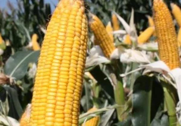 玉米|玉米是粗粮之王,煮玉米水更有很多好处,千万别再白白浪费了!