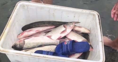  被困|石梁河关闸，成群大鱼被困浅水，有人“捡”了一两百斤