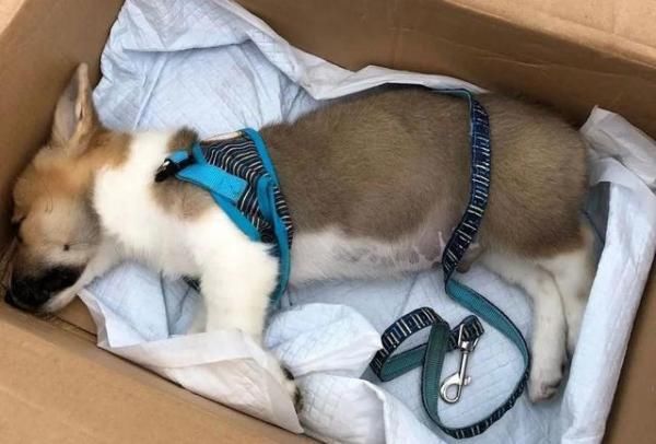  小区|娇娇直播：小区地上喷毒液？已毒死七条狗！背后有啥隐情？