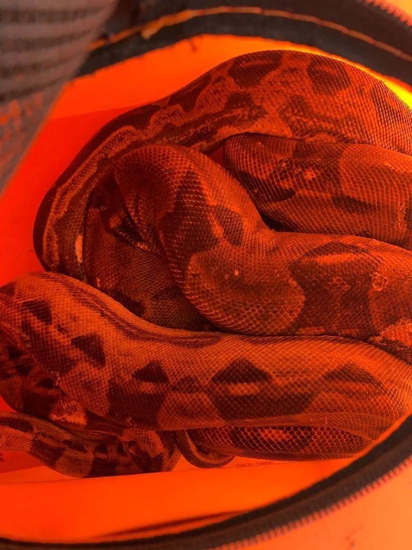  中心|杭州市中心公厕边，出现两条蟒蛇！消防员紧急出动