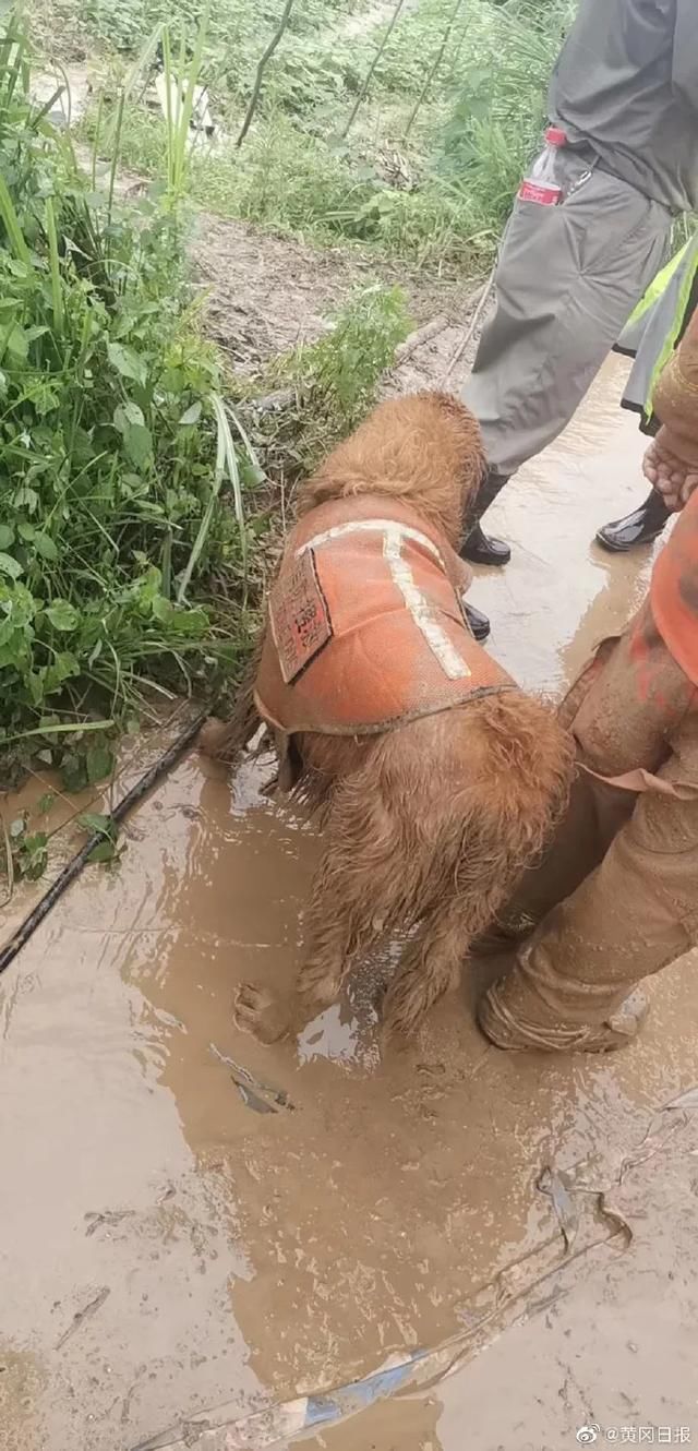  山体|山体滑坡搜救现场，搜救犬金毛为救人变“泥猴”