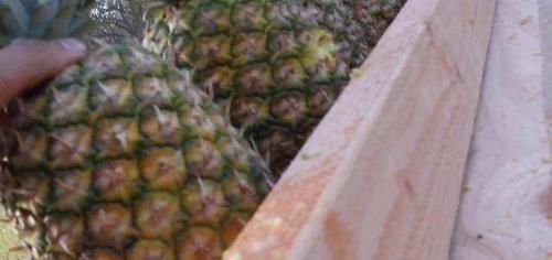  败下阵来|自动步枪甚至能打穿防弹衣，却在菠萝面前败下阵来