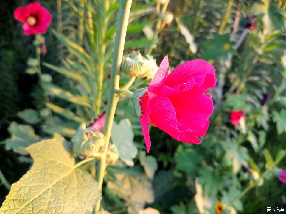 蜀葵|盛夏赏蜀葵，观花心情爽！