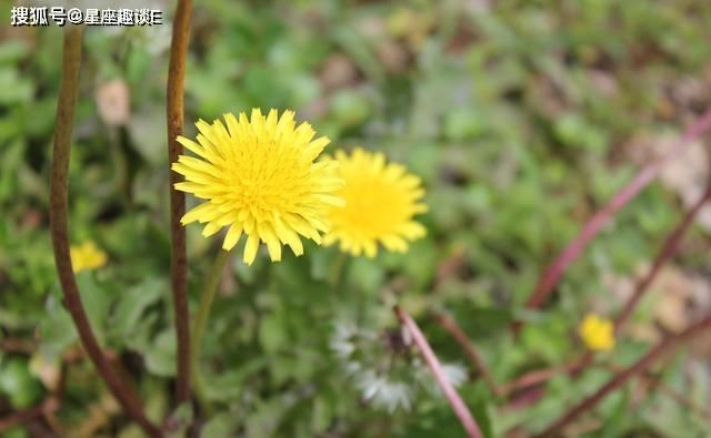  脱颖而出|在8月下旬，逆流而上，破茧成蝶，脱颖而出的三大星座