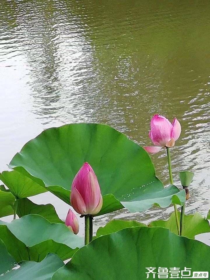 今日立秋.老树根