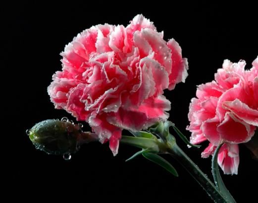  意外|心理测试：选一朵最漂亮的康乃馨，测你最近有没有意外之喜到来？