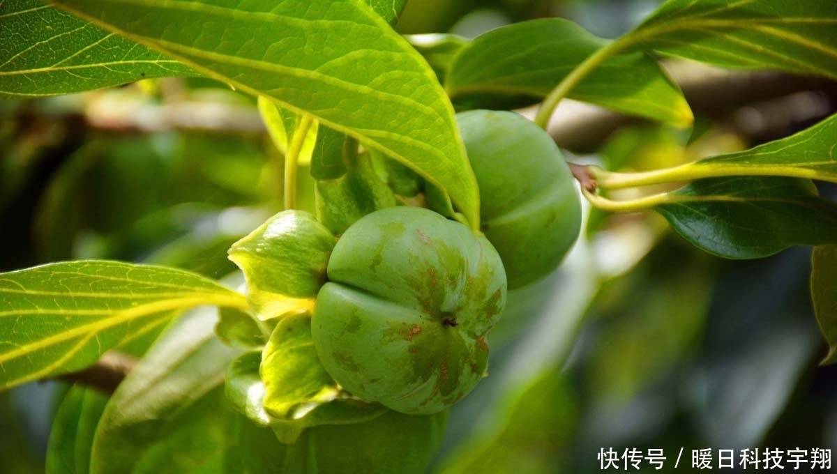 为啥|70岁大爷住山村瓦屋，邻居都已搬走，看他为啥不愿离开